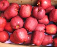 huaniu apple