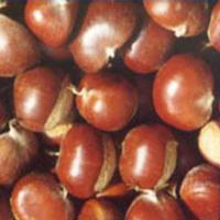 chestnut