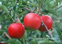 red star apple