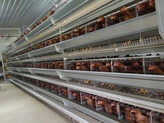 Hot Galvanized Automatic Chicken Cage/Poultry Farm House Design
