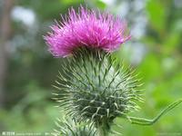 Milk Thistle Extract(sales06@nutra-max.com)   