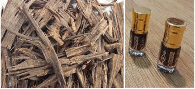 Agarwood (oud, gaharu, chen xiang)