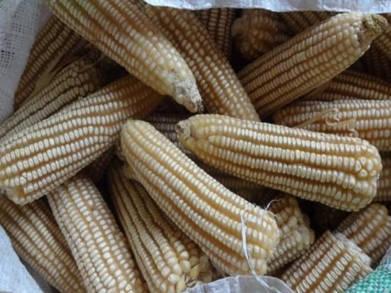 Dried Yellow Corn Dried Yellow Maize