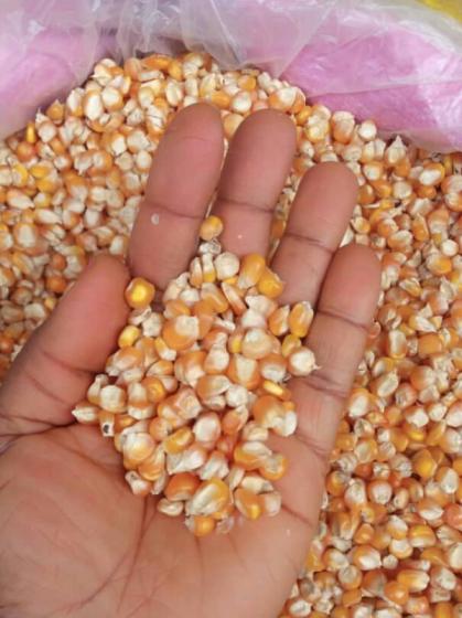 Dried Yellow Corn Dried Yellow Maize
