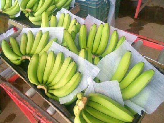 Green Cavendish Bananas From Ecuador