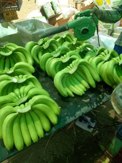Fresh Green Banana