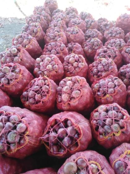 Yellow Onion, White Onion for Sale