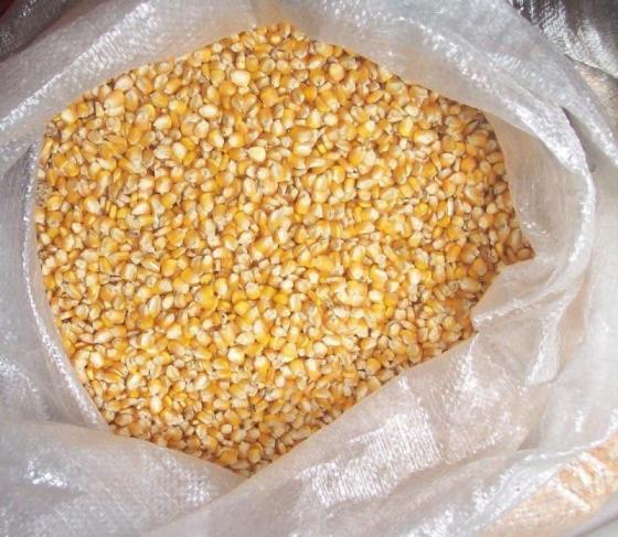Dried Yellow Corn / Dried Yellow Maize / Yellow Corn for Animal