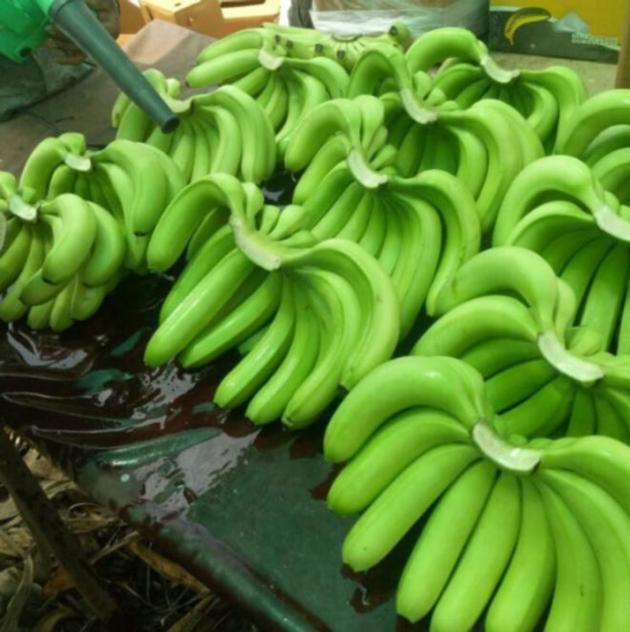 Green Cavendish Bananas From Ecuador