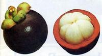 Mangosteen