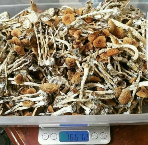 Buy Psilo Psilocybin Mushroom Gummies Online