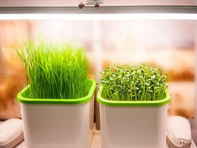 Grow Lights For Vegetables