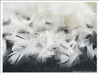 duck/goose feather