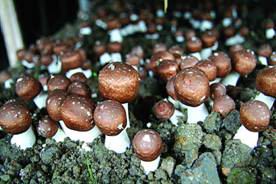 Sell Agaricus Blazei Extracts