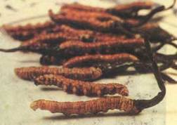 Sell Cordyceps Sinensis Extract