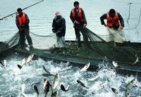 fishing net
