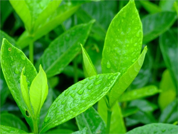 Green tea extract