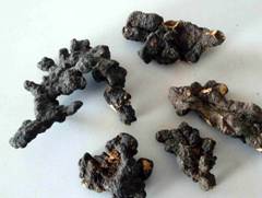 Sell Grifola Umbellate Extract