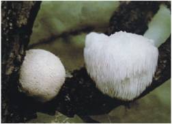 Sell Hericium Erinaceus Extract