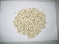 white kidney bean