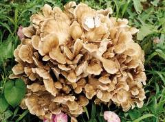 Sell Maiitake Mushroom Extracts