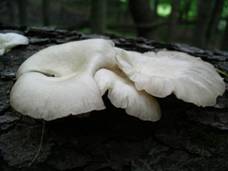 Sell Oyster Mushroom Extract