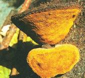 Sell Phellinus Igniarius Extract