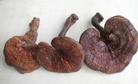 Reishi mushroom extract