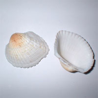 Shell Beads