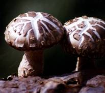 Sell Shiitakei Mushroom Extract