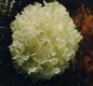 Sell Tremella fuciformis Extract