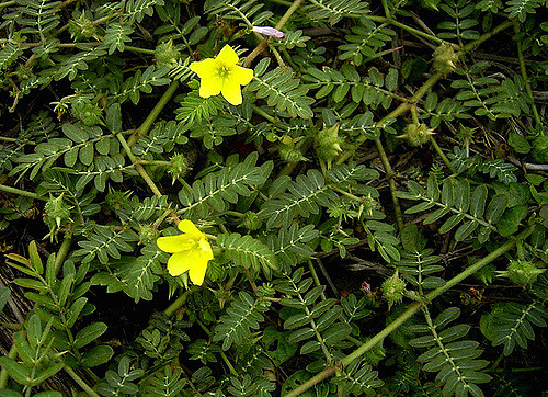 Tribulus terrestris extract