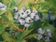 Sell Bilberry Extract