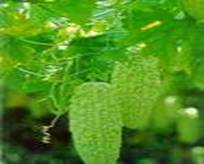 Sell Bitter Melon Extract