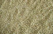 buckwheat kernel