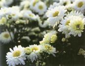 Sell Chrysanthemum Extract