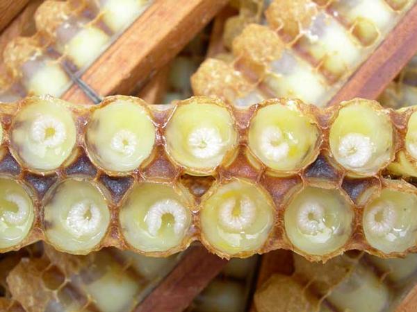 Organic royal jelly