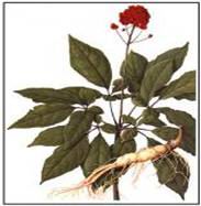 Sell Ginseng Extract
