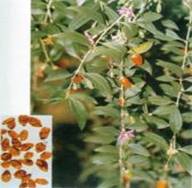 Sell Wolfberry Extract