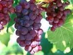 Sell Grape Seed Extract