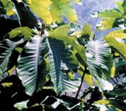 Sell Magnolia Bark Extract