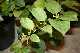 Sell Polygonum Extract