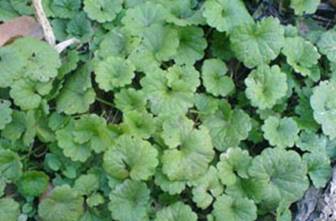 Sell Gotu Kola Extract