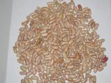 light speckled kidney bean