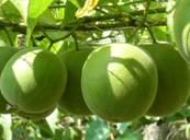 Sell Luo Han Guo Extract