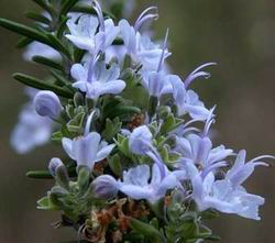 Sell Rosemary  Extract