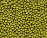 green mung bean
