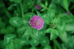 Sell Red Clover Extract
