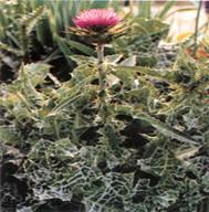 Sell Water-Soluble Milk Thistle Extract