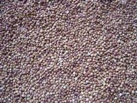 sorghum